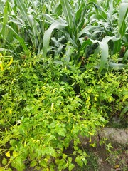 Chili trees with corn trees in the background