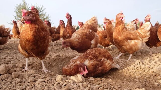 A hen nests in the soil, surrounded by other free-range chickens on an organic farm, showcasing natural behavior and cleansing practices