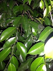 Photo of beautiful green leaves