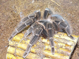 Brazilian Salmon Pink Birdeater Tarantula (Lasiodora parahybana)