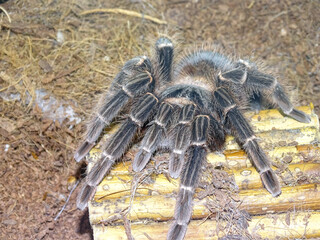 Brazilian Salmon Pink Birdeater Tarantula (Lasiodora parahybana)