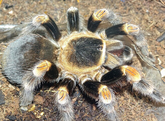 Brachypelma hamorii (Mexican Redknee Tarantula)