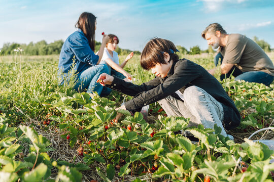 Children and parents harvesting strawberries in field