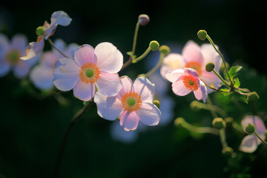 Naklejki White anemone flowers blooming in summer