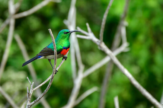 Double-collared Sunbird perching on branch of tree in forest