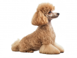 A charming poodle showcasing its fluffy coat and elegant posture, transparent background