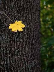 Autumn yellow leaf lies on tree bark