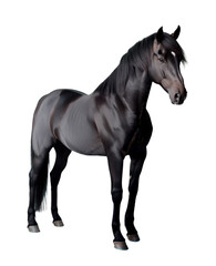 Obraz premium A majestic black horse standing gracefully, showcasing its powerful build and sleek coat against a plain background.