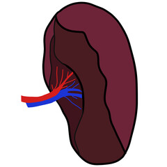 The spleen removes germs and dead red blood cells from the bloodstream.