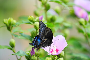 花の蜜を吸うミヤマカラスアゲハ