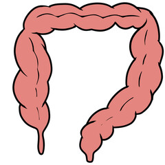 The large intestine absorbs water from the food that is eaten. It is also a place to store food waste before it is excreted from the body through the anus.