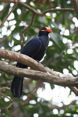 Violet turaco