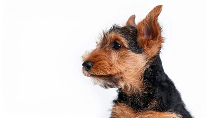 ウェルシュ・テリアの子犬のポートレート（Welsh Terrier puppy portrait on white background）
