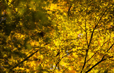 Obraz premium Foliage in the park. Autumn fall leaves of maple trees. Autumn fall leaves in sunlight. Natural autumn background. Autumnal background. Foliage, falling leaves background. Autumn leaf.