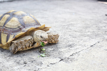 Sulcata tortoise eating the fresh lettuce