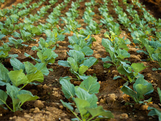 Cabbage farm plantation in with warm evening sunlight