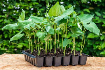 Seedlings in a plastic tray ready to be planted in the garden