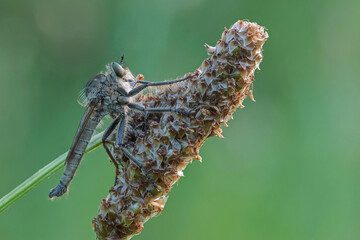 Raubfliege
