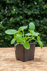 Young cucumber plants in a pot on a workbench before planting