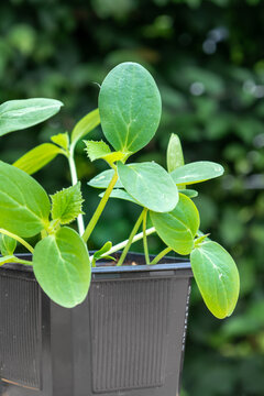 Young cucumber plants in a pot on a workbench before planting