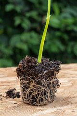 Seeding with root ball on wooden board