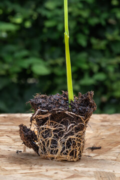 close-up of young seedling and its root ball on wooden board
