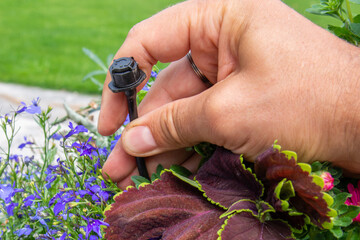 Male hand holding drip irrigation and installing it into the flower pot on garden patio