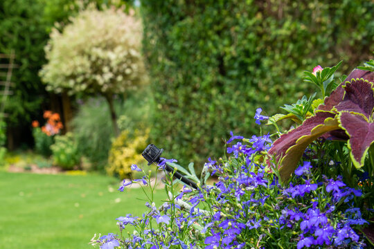 Drip irrigation with bubbler and tube over the flower pot on garden patio