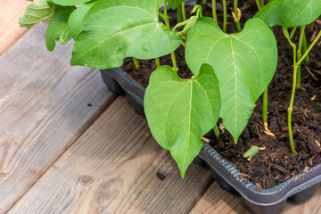 Tray with vegetable seedling on wooden work bench
