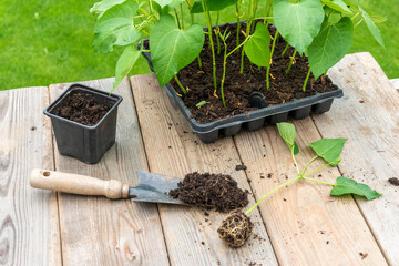 Process of transplanting vegetable seedling into plastic container,  spade filled with potting soil, seedlings in tray sitting on wooden work table