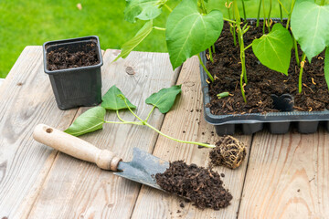Process of transplanting vegetable seedling into plastic container,  spade filled with potting soil, seedlings in tray sitting on wooden work table
