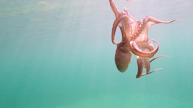 Wild octopus swim underwater in mediterranean sea. Octopuses swimming in slow motion. One octopus at the sea. Wild Octopusess