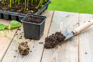 Potting up vegetable seedling into plastic container,  spade filled with potting soil, seedlings in tray sitting on wooden work bench