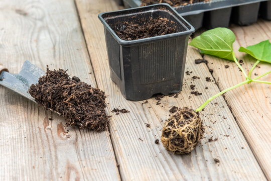 Potting up vegetable seedling into plastic container,  spade filled with potting soil, seedlings in tray sitting on wooden work bench
