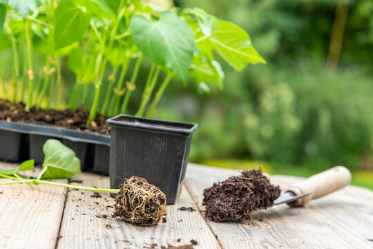 Potting up vegetable seedling into plastic container,  spade filled with potting soil, seedlings in tray sitting on wooden work bench