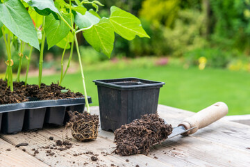 Potting up vegetable seedling into plastic container,  spade filled with potting soil, seedlings in tray sitting on wooden work bench