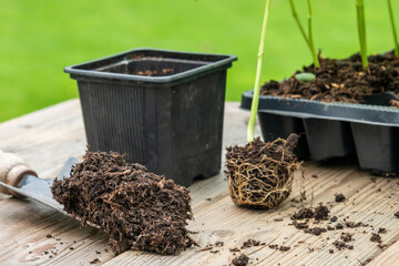 Potting up vegetable seedling into plastic container,  spade filled with potting soil, seedlings in tray sitting on wooden work bench
