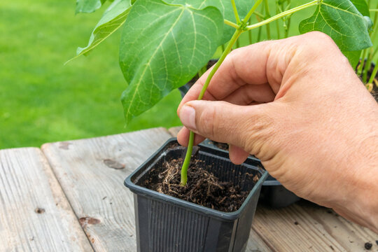 Gardener transplanting young seedling into bigger container