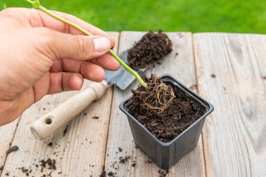 Gardener transplanting young seedling into bigger container