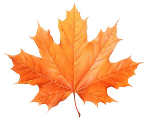 Obraz premium PNG Orange maple leaf plant tree red.