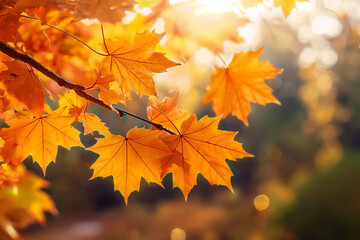 Autumn Maple leaves on a tree branches close-up background.