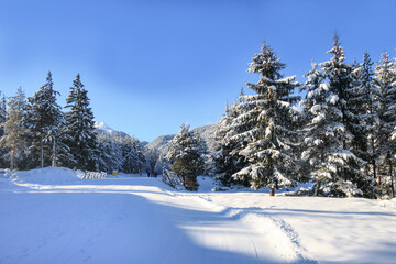 Bansko ski slope and snow trees, Bulgaria