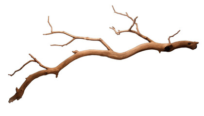 stems hedera helix ivy liana grapes vine branches tropical creeper