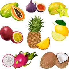 Colored set of tropical fruits.Ripe tropical fruits in a color vector set.