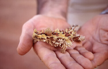 Australian Thorny Devil Lizard