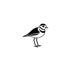 Piping plover, vintage engraved illustration