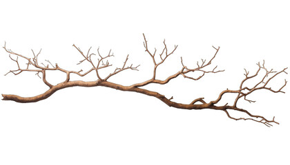 stems hedera helix ivy liana grapes vine branches tropical creeper