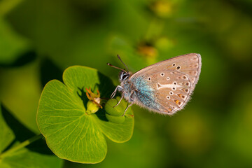 tiny butterfly on green plant, Geranium Argus, Polyommatus eumedon	