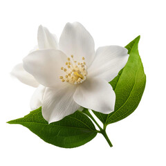 Obraz premium Fragrant Jasmine Flower PNG