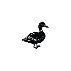 duck isolated on white